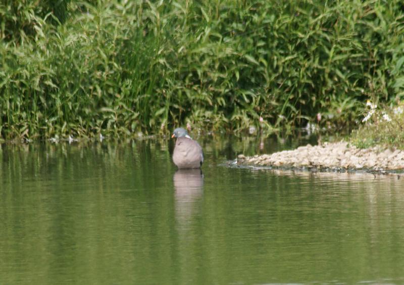 randomWood Pigeon