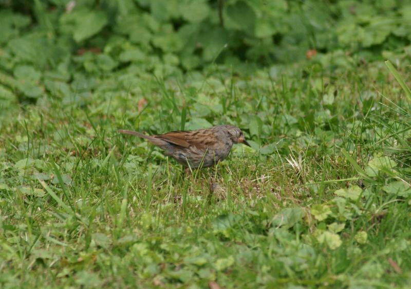 randomDunnock