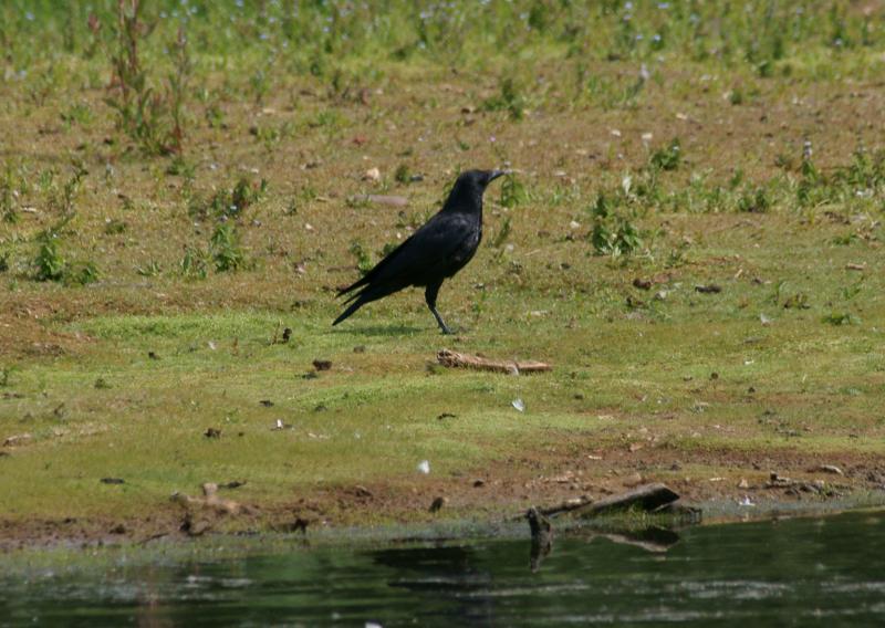 randomCarrion Crow