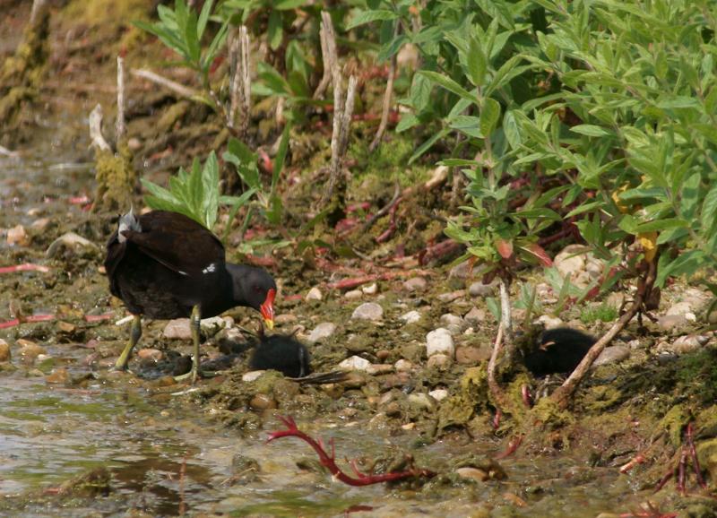 randomCommon Moorhen