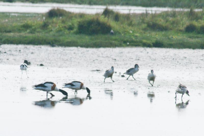 randomShelduck