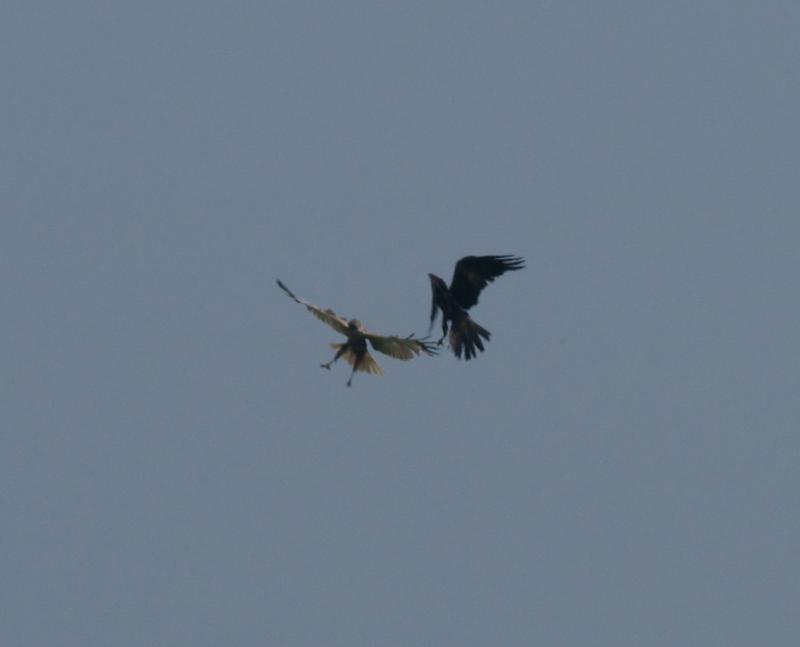 randomMarsh Harrier