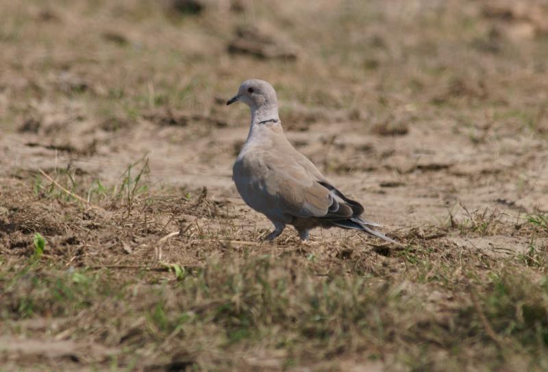 randomEurasian Collared Dove