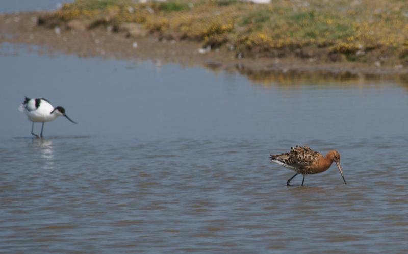 randomPied Avocet