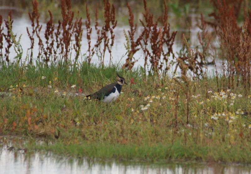 randomFrampton Marsh