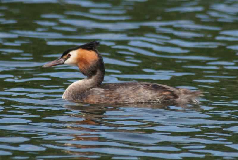 randomGreat Crested Grebe