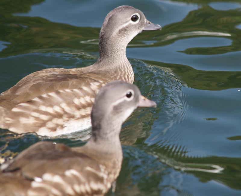 randomMarbled Duck