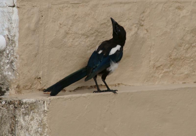 randomEuropean Magpie