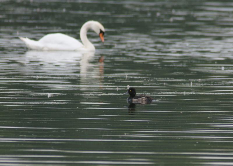 randomTufted Duck