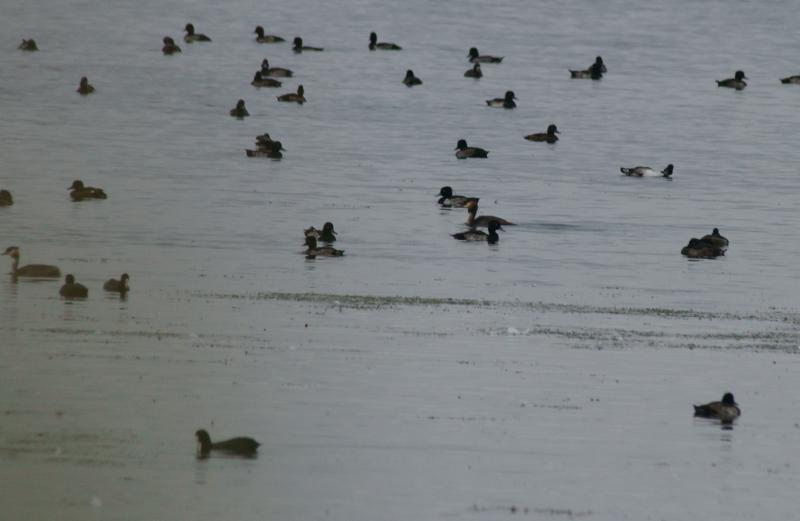 randomRutland Water