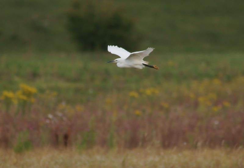 randomLittle Egret