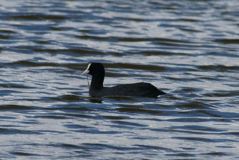 randomEurasian Coot