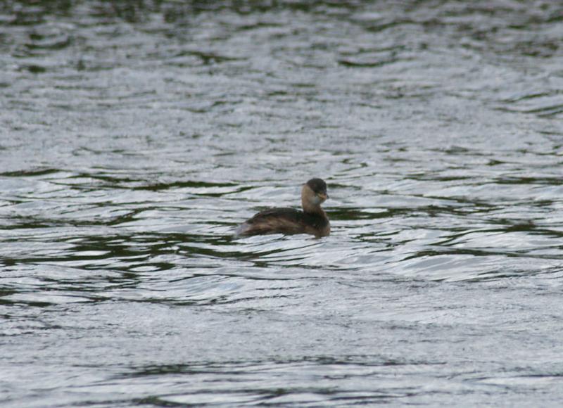 randomLittle Grebe