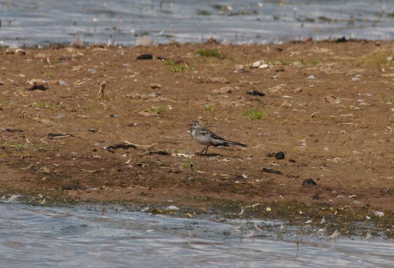 randomPied Wagtail