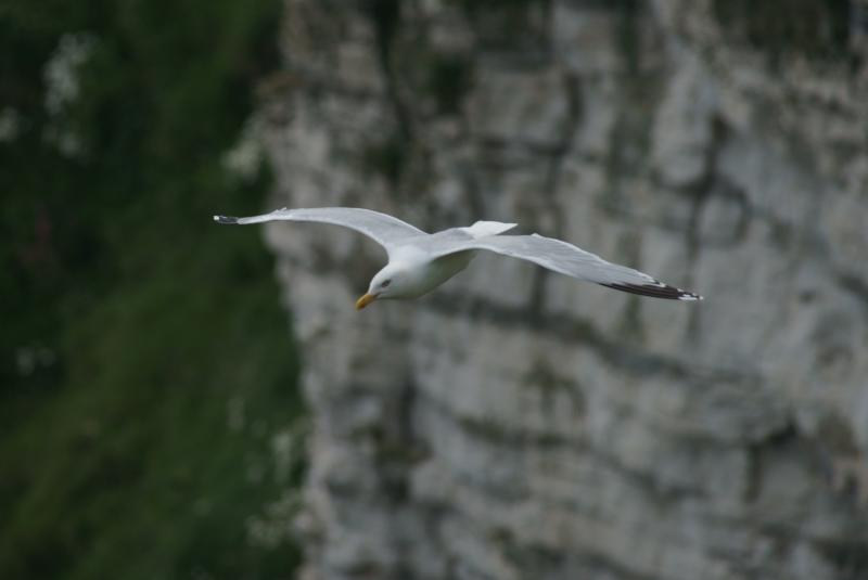 randomHerring Gull