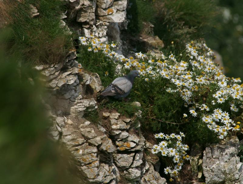 randomBempton Cliffs