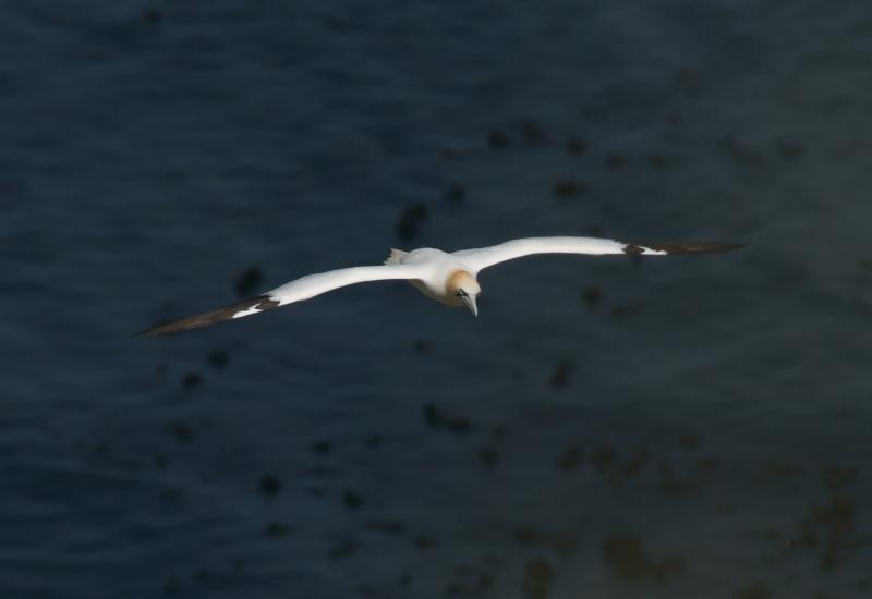 randomNorthern Gannet