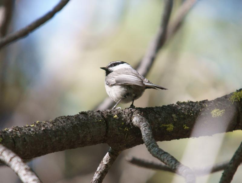 randomMountain Chickadee