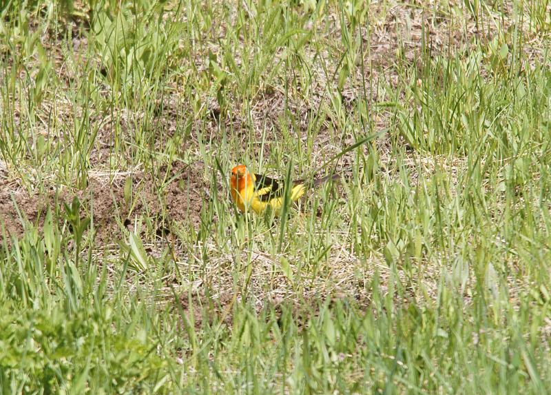 randomWestern Tanager