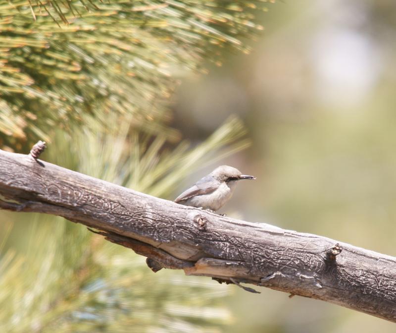 randomPygmy Nuthatch