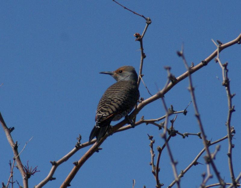 randomNorthern Flicker