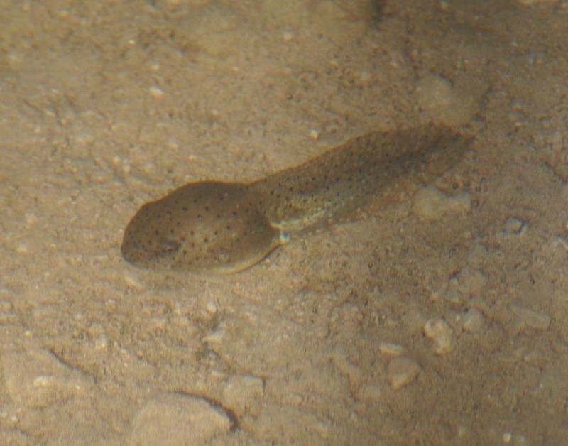 randomTadpole