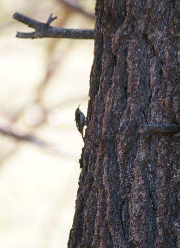 randomBrown Creeper