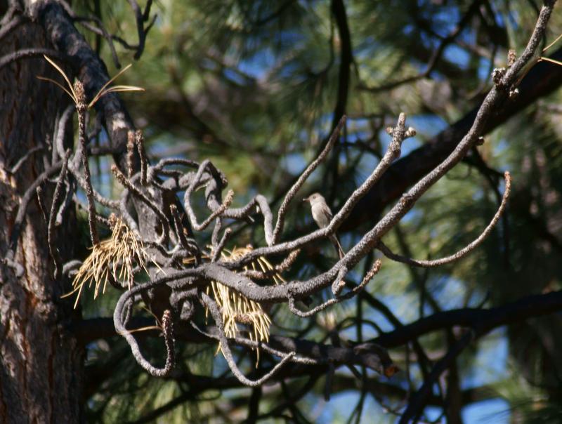 randomGray Flycatcher