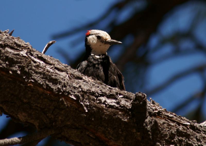 randomWhite-Headed Woodpecker