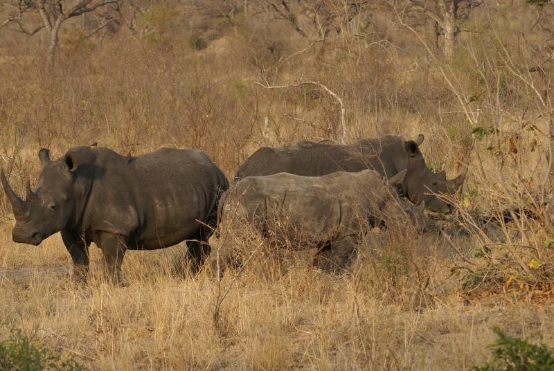 randomWhite Rhinoceros