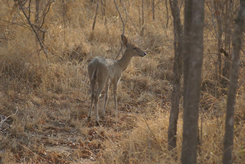 randomCommon Duiker