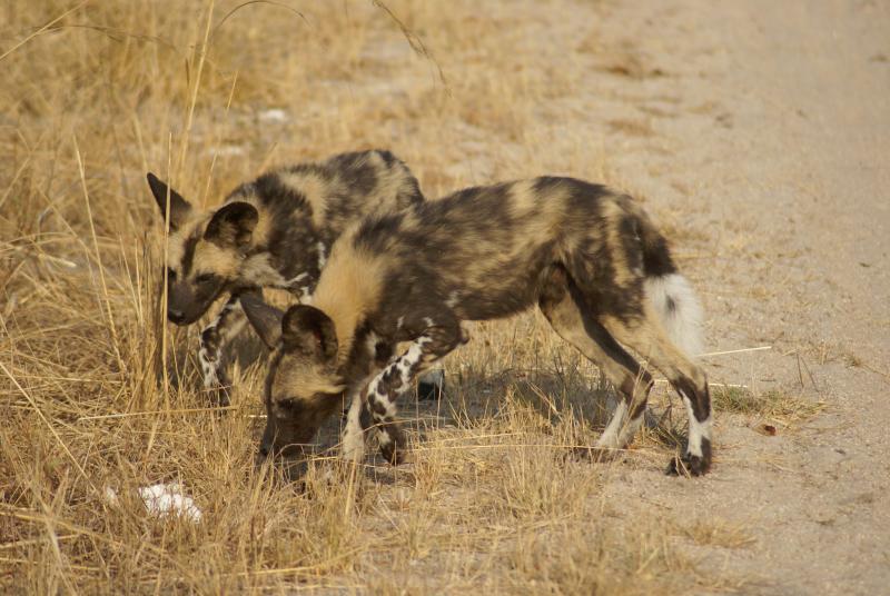 randomWild Dogs