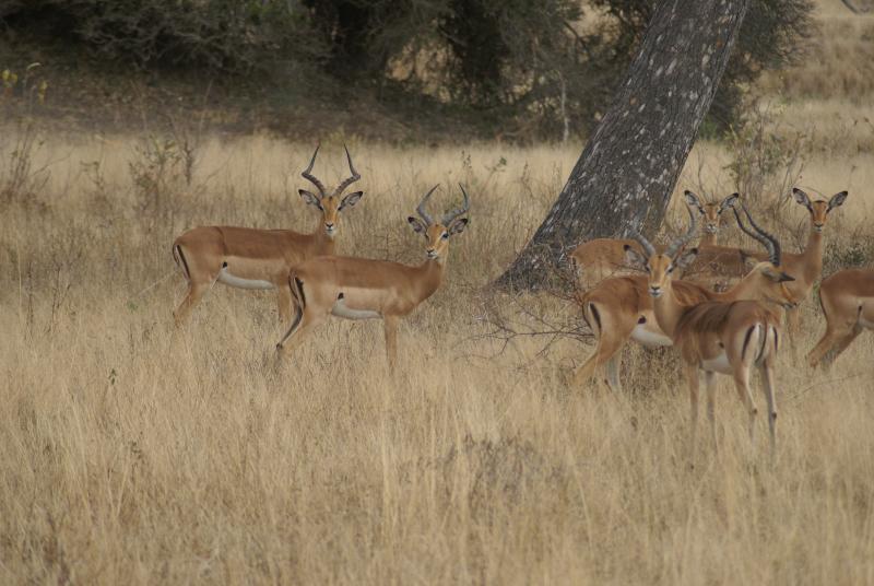 randomImpala