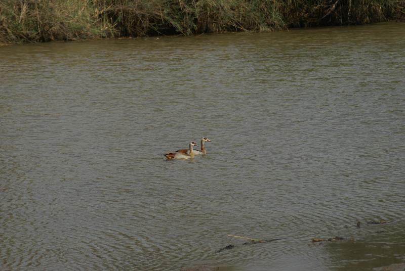 randomEgyptian Goose