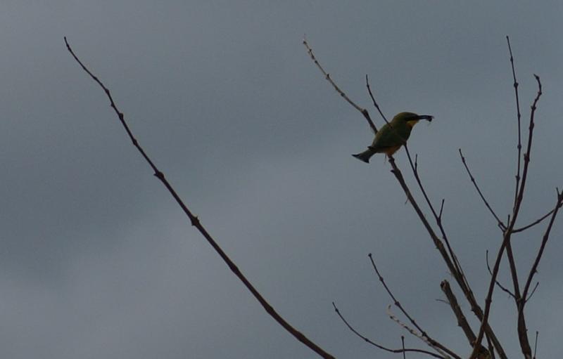 randomLittle Bee Eater