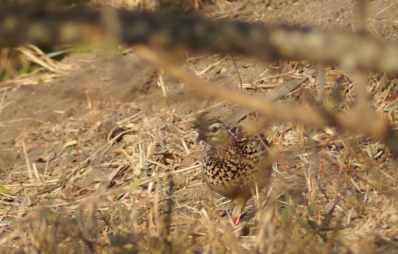 randomCrested Francolin