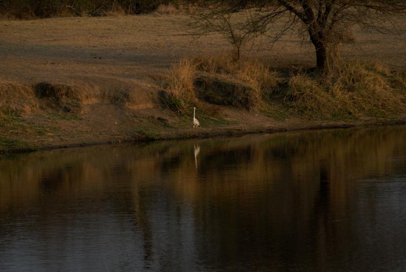 randomBlack-Headed Heron