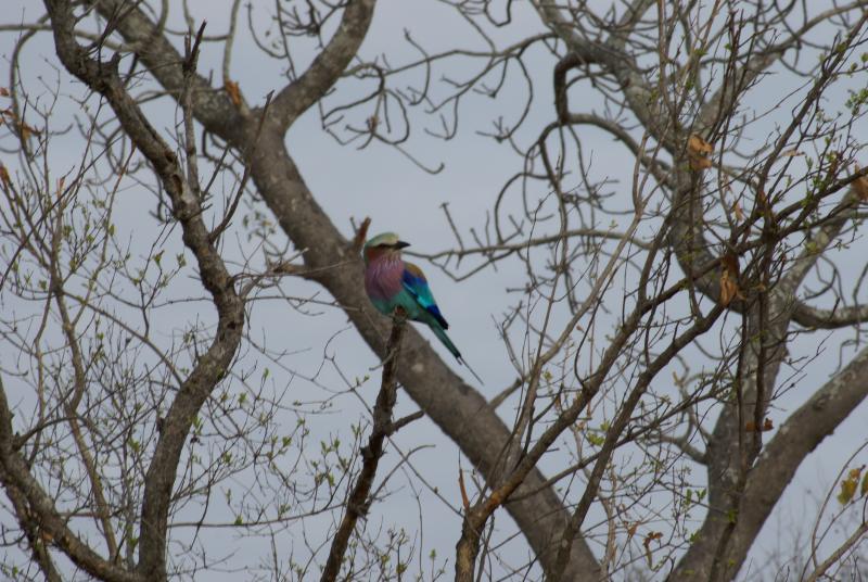 randomLilacbreasted Roller