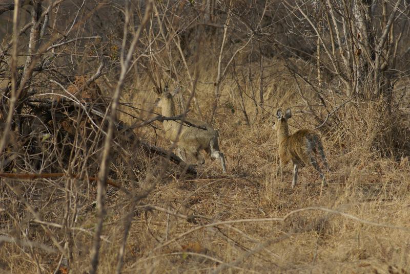 randomKlipspringer