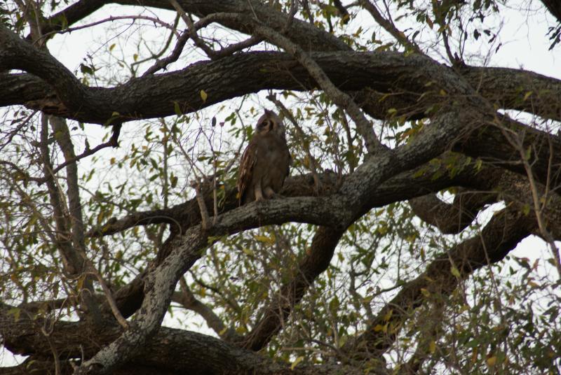 randomGiant Eagle Owl