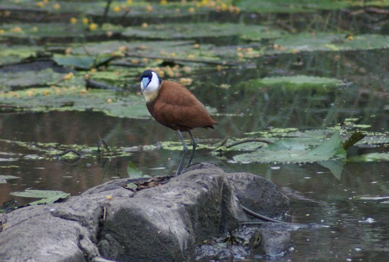 randomAfrican Jacana