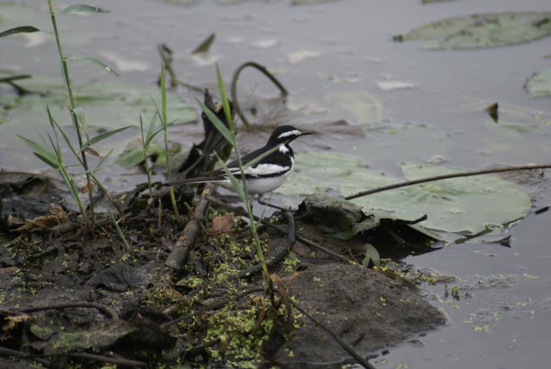 randomAfrican Pied Wagtail