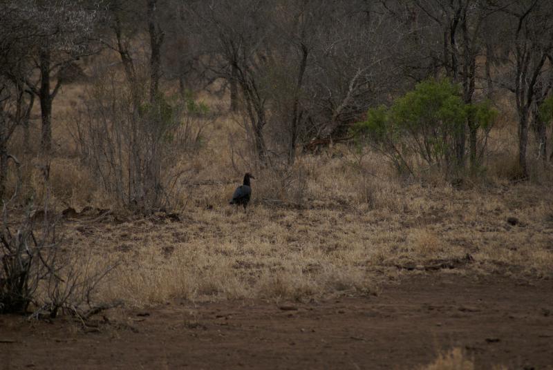 randomGround Hornbill