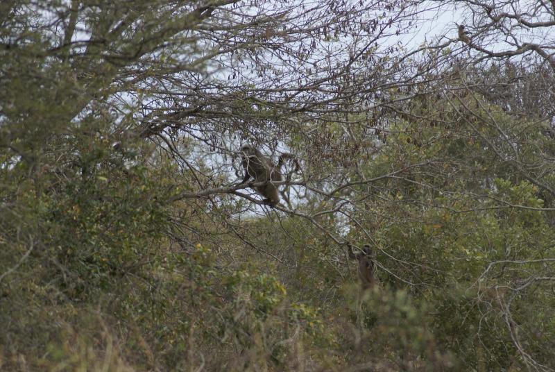 randomChacma Baboon