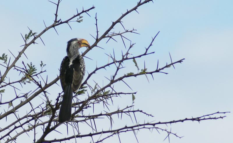 randomSouthern Yellowbilled Hornbill