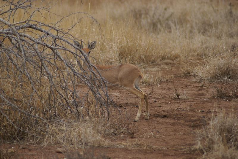 randomSteenbok