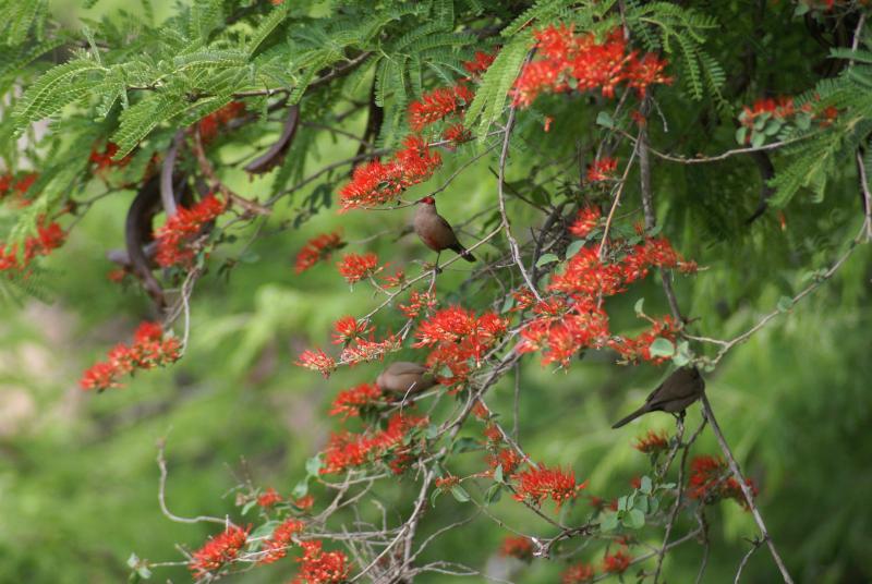 randomRedbilled Quelea