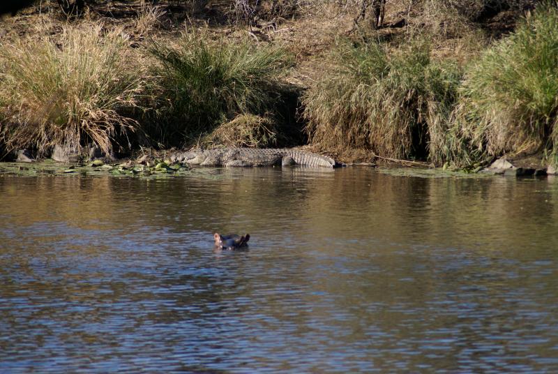 randomNile Crocodile