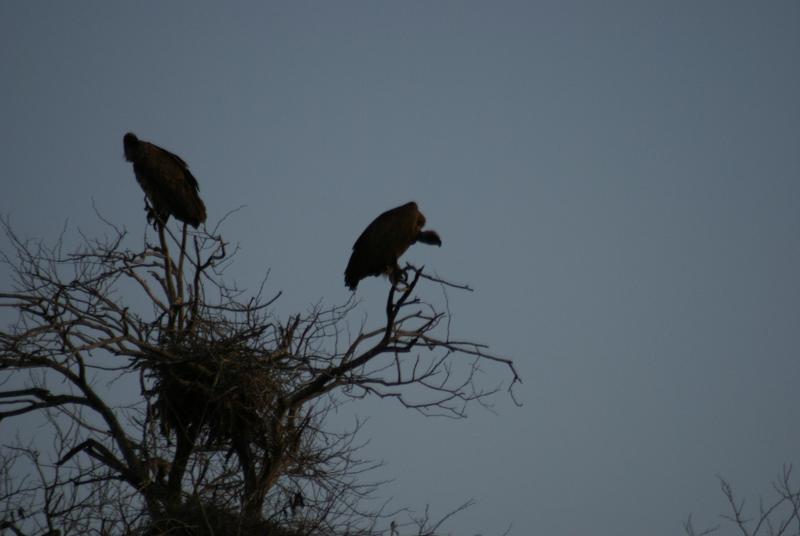 randomWhitebacked Vulture