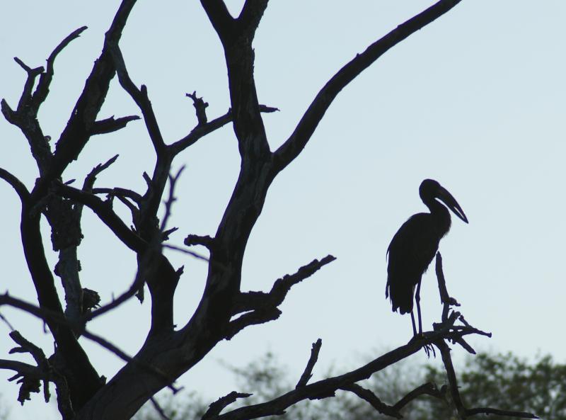 randomOpenbilled Stork